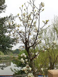 白玉兰花