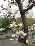 玉兰花
