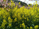 油菜花
