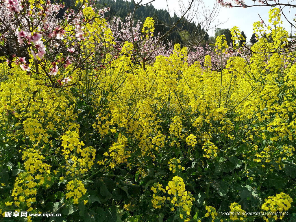 油菜花