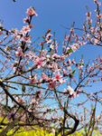 桃枝桃花