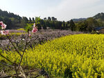 油菜地