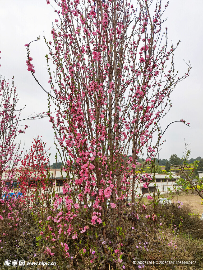 梅花桃花