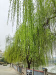 柳树枝