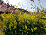 油菜花桃花