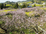 桃花山