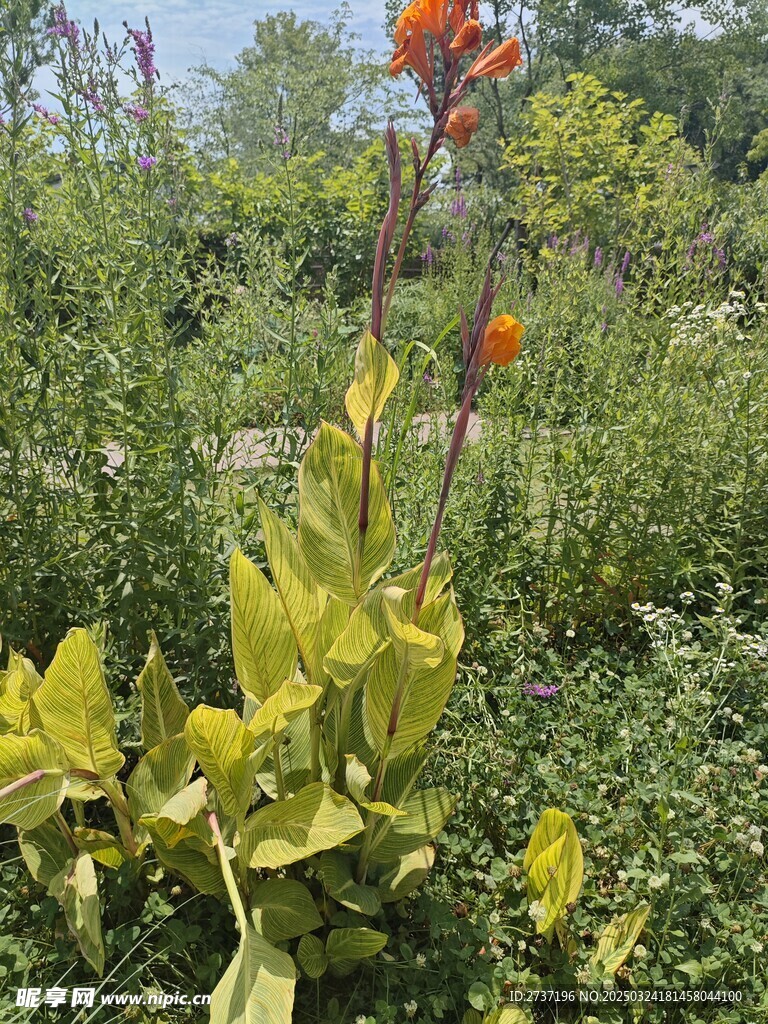 美人蕉