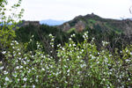          金山岭长城 