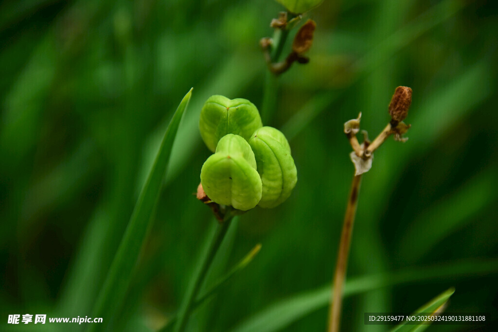             黄花 