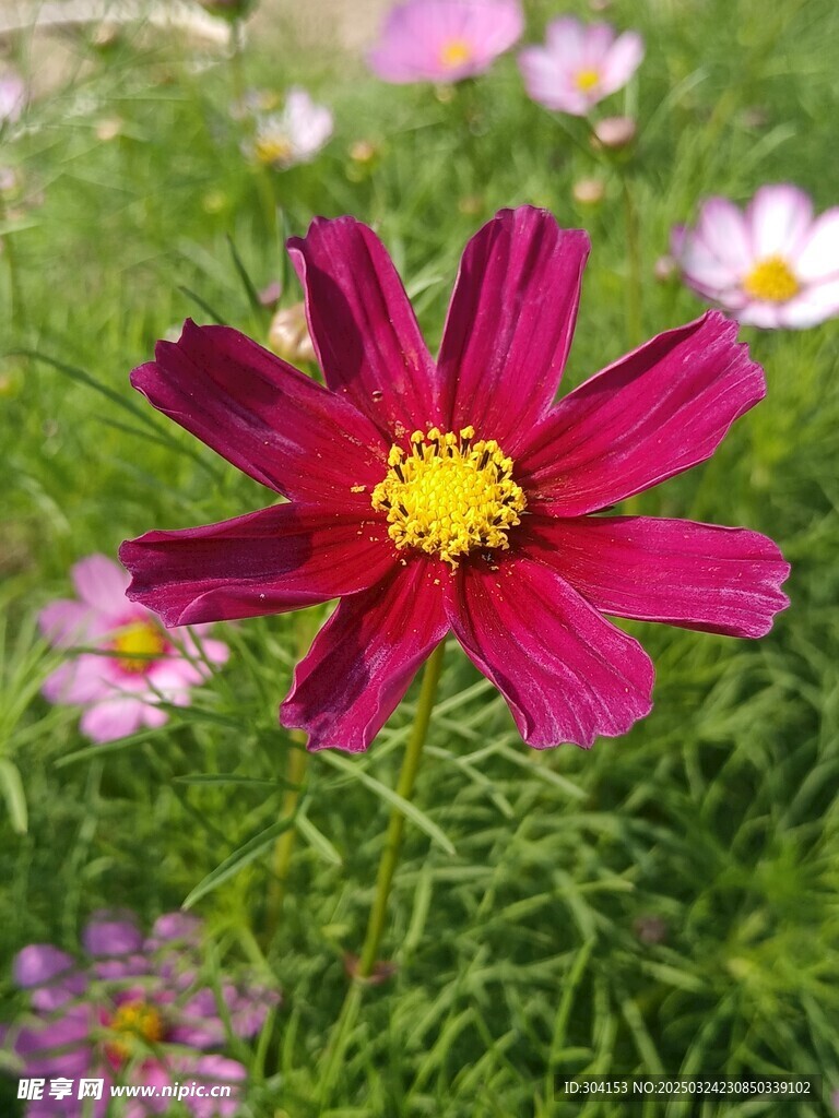 格桑花  