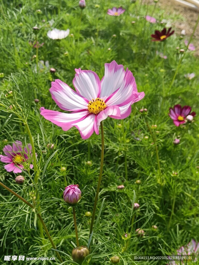 格桑花   