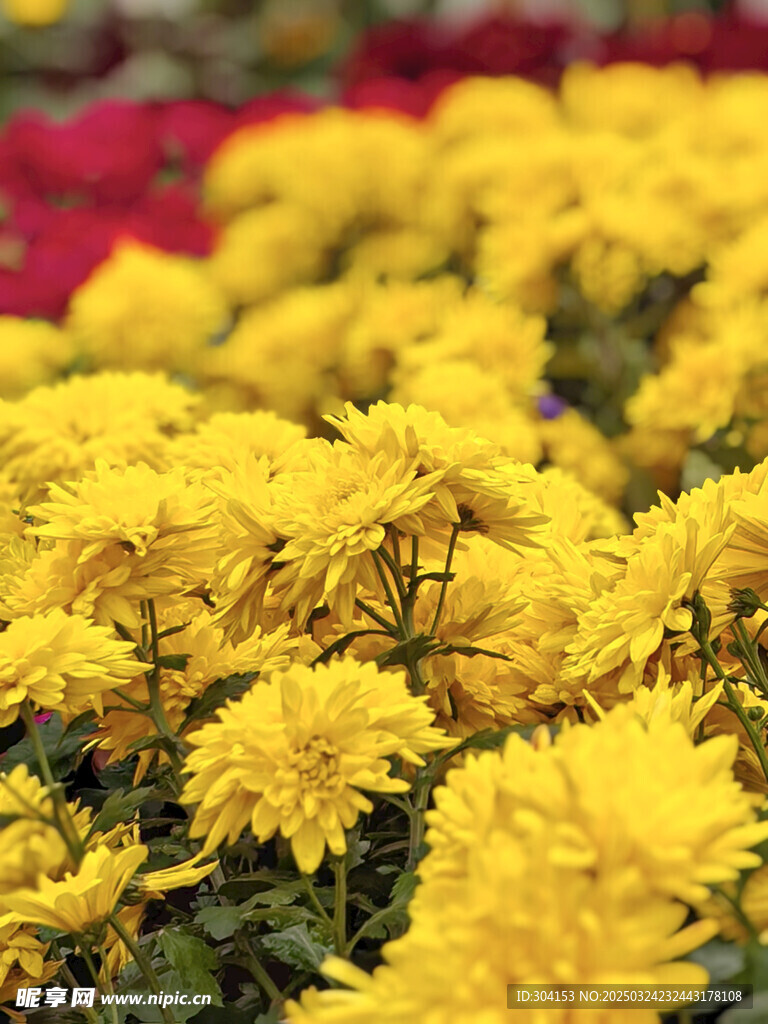 菊花