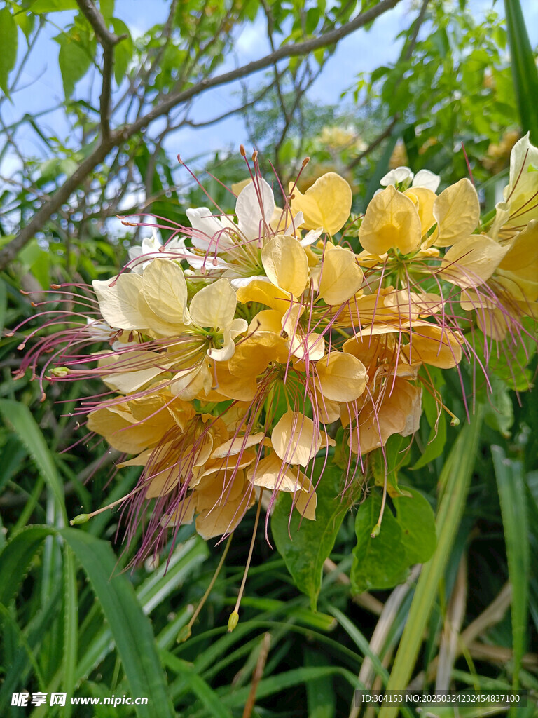 鱼木 