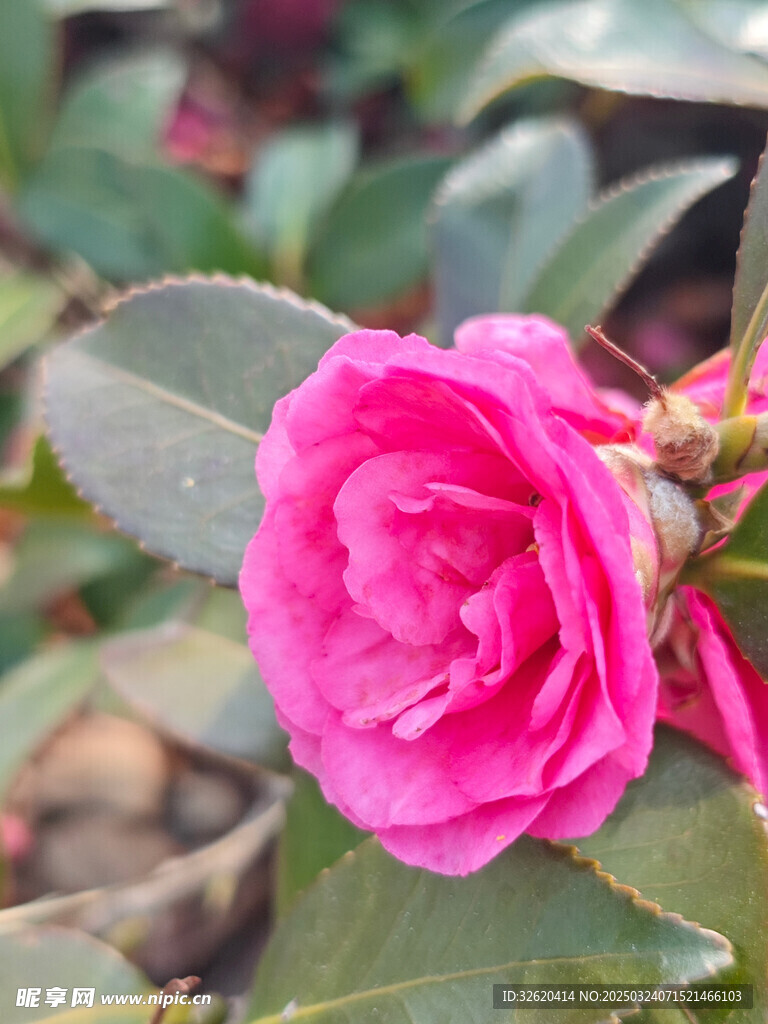 山茶花