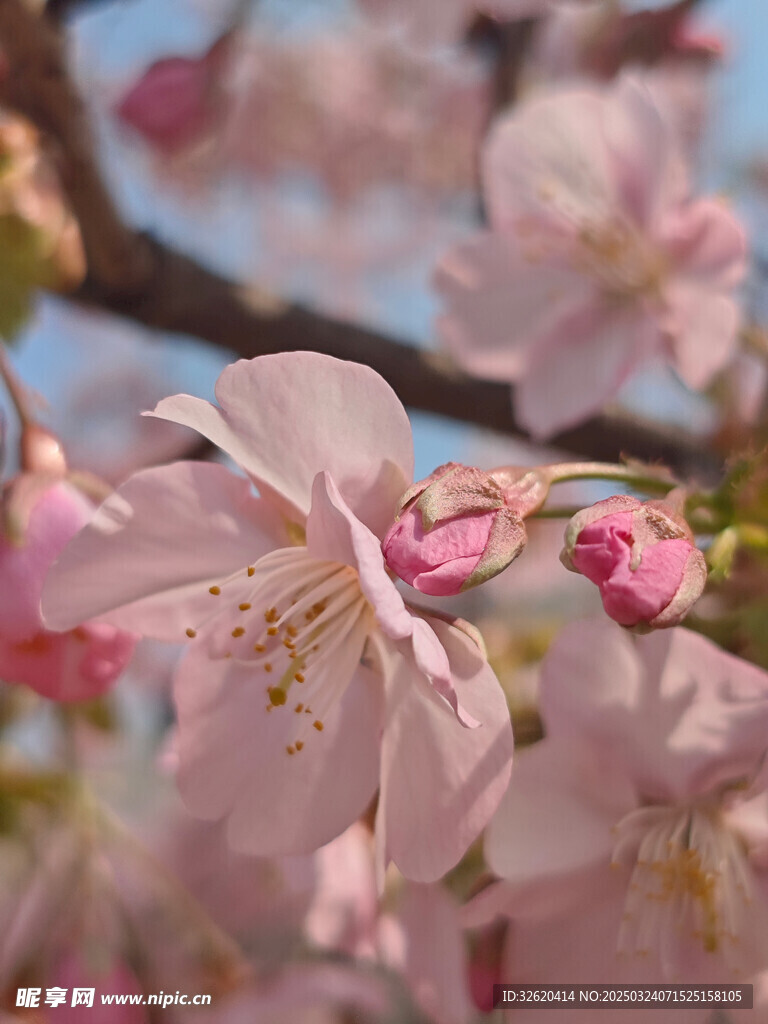 东京樱花 