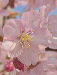 东京樱花 