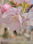 东京樱花 