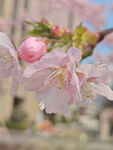 东京樱花 