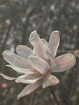 星花玉兰