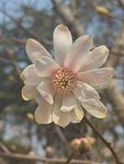 星花玉兰