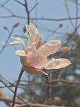 星花玉兰