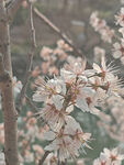 东京樱花