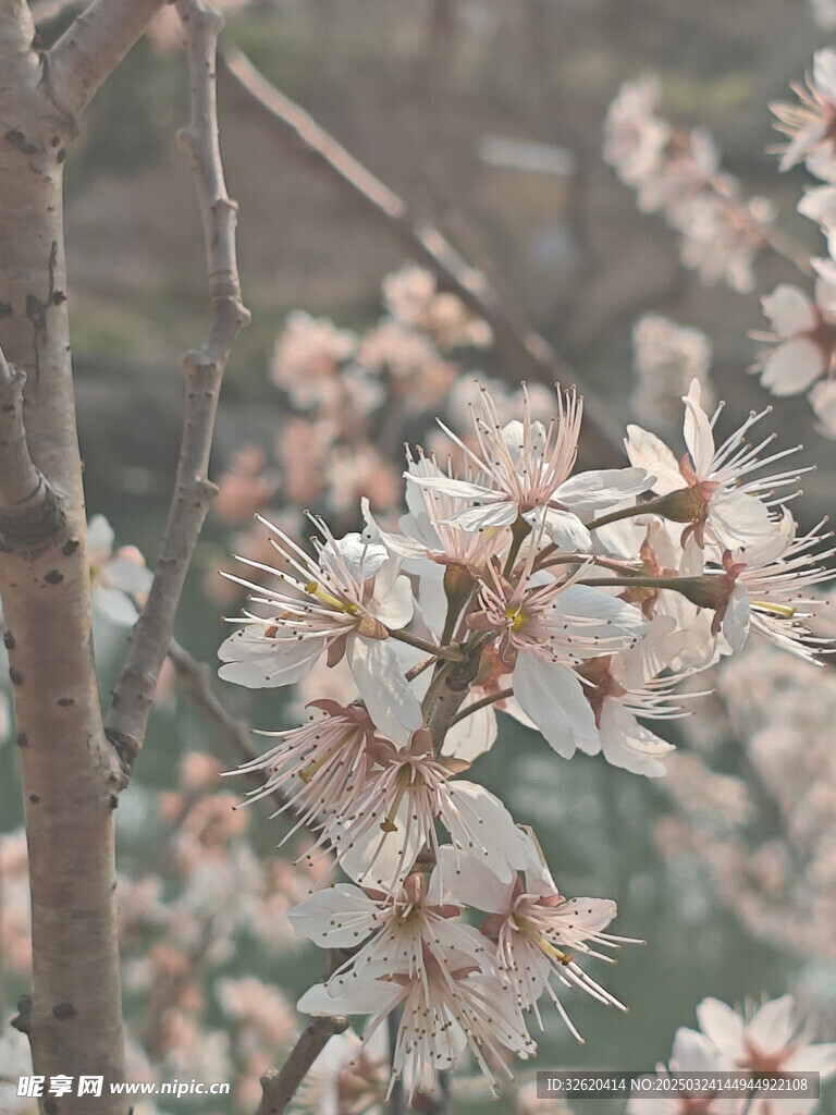 东京樱花
