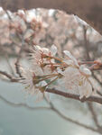 东京樱花