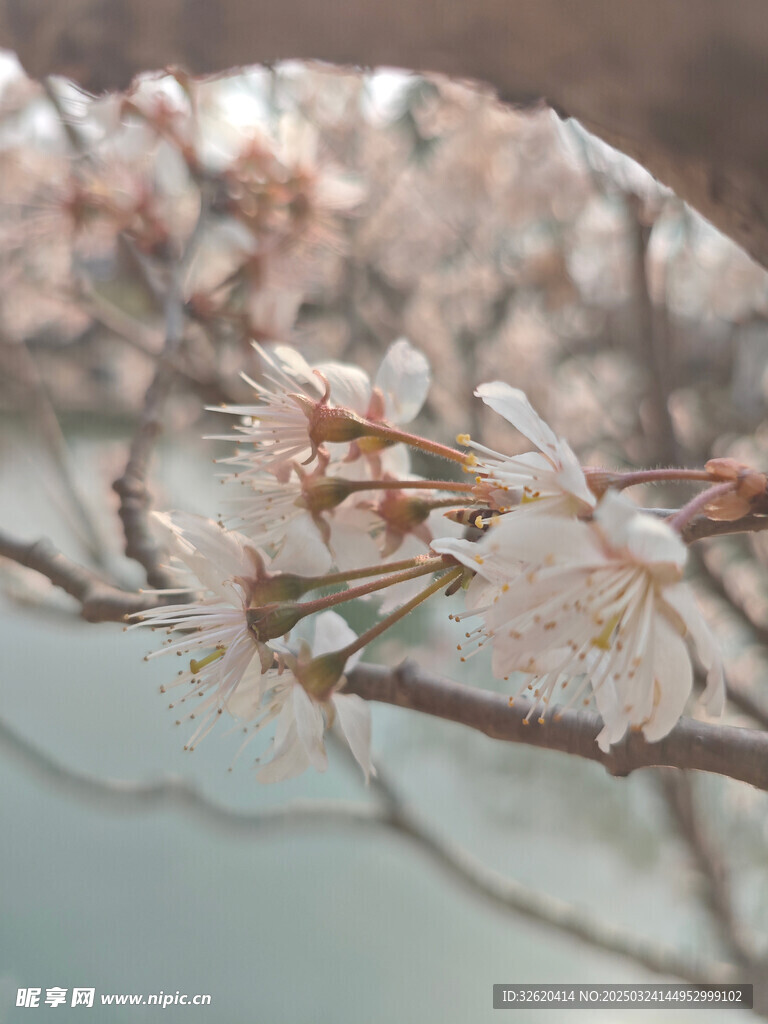 东京樱花