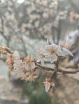 东京樱花