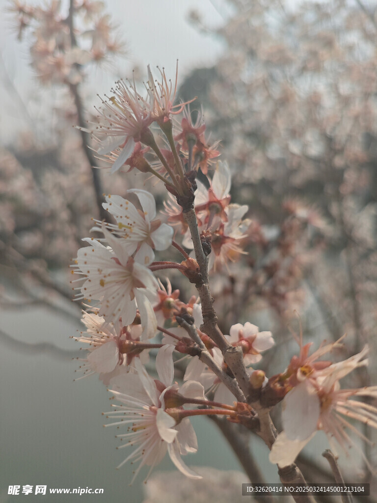 东京樱花