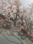 东京樱花