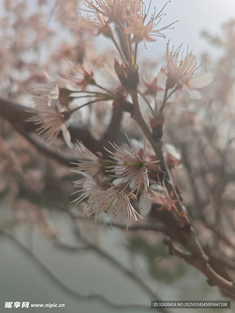东京樱花