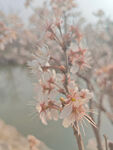 东京樱花