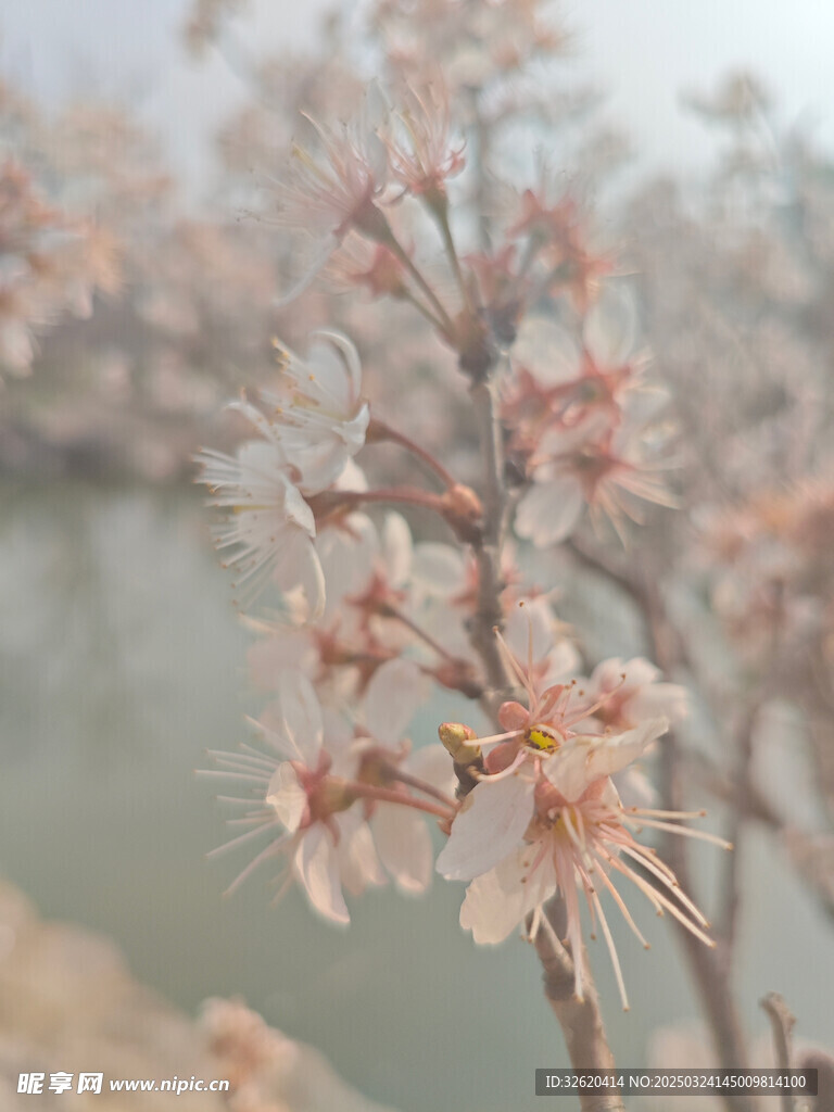 东京樱花