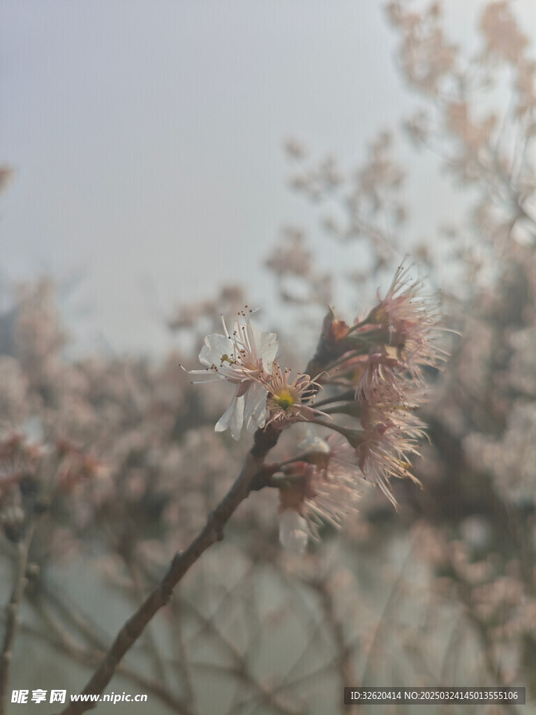 东京樱花
