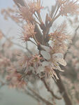 东京樱花
