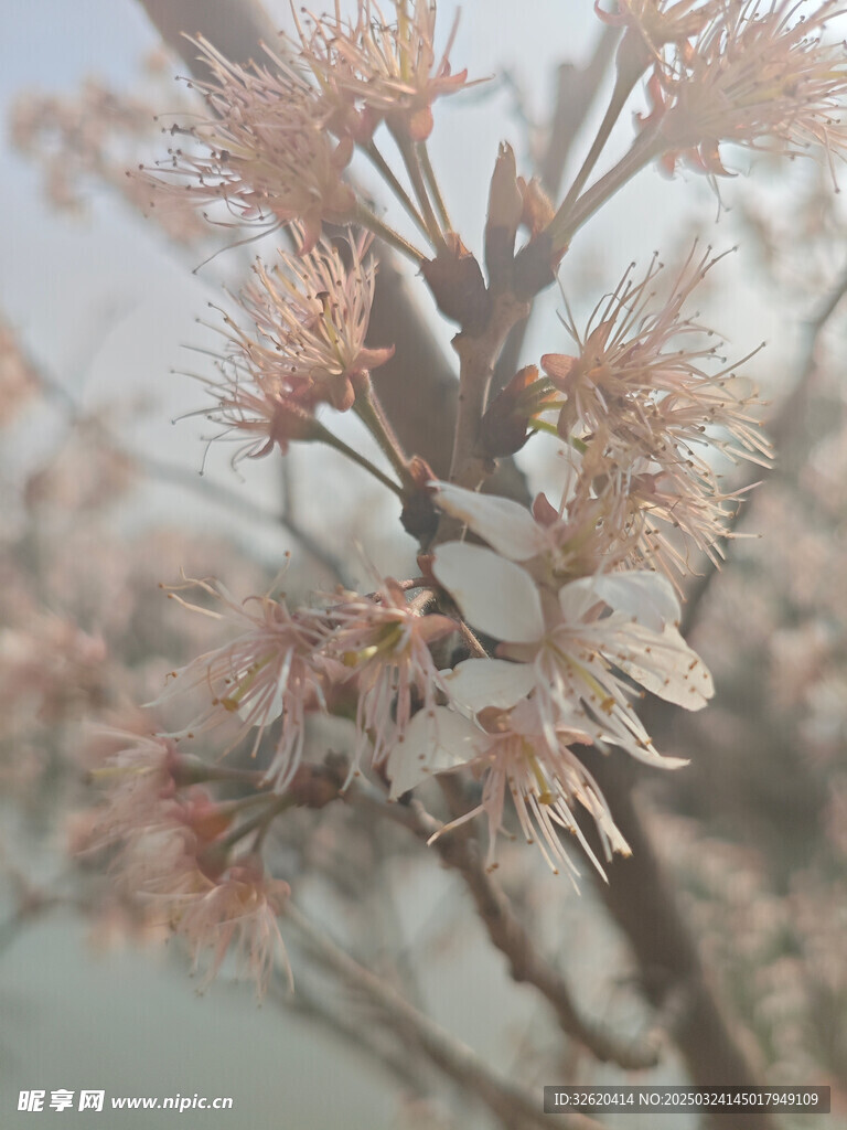 东京樱花