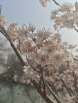 东京樱花