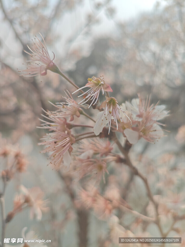 东京樱花
