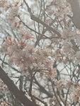 东京樱花