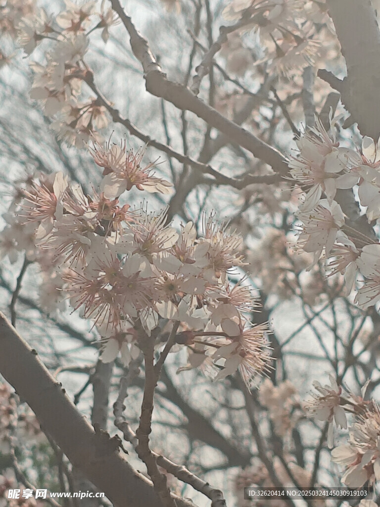 东京樱花