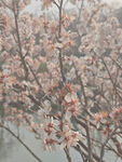 东京樱花