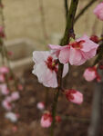 腊梅 梅花