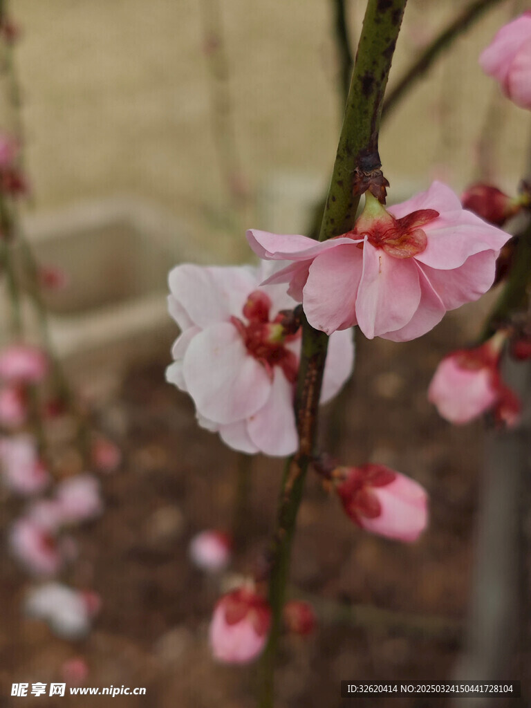 腊梅 梅花
