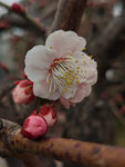 腊梅 梅花