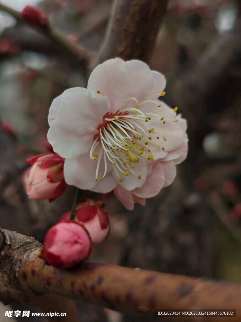 腊梅 梅花