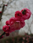腊梅 梅花
