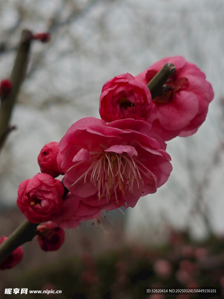 腊梅 梅花