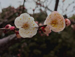 腊梅 梅花